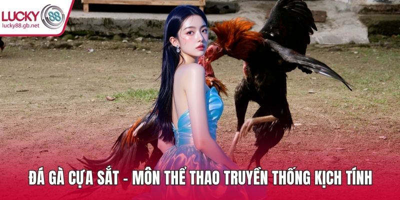 Đá Gà Cựa Sắt – Môn Thể Thao Truyền Thống Kịch Tính Đá gà cựa sắt